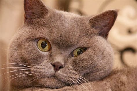 Cat | My british cat