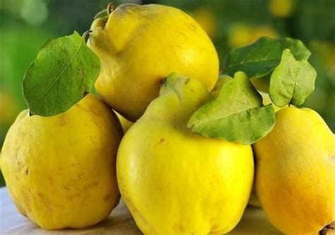 Купить саженцы айвы из питомника "КСП" – доставка почтой, СДЭК