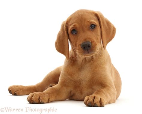 Dog: Fox Red Labrador Retriever puppy photo WP49656