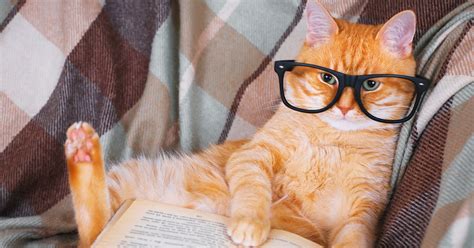 interesting facts  cat intelligence cat fancast