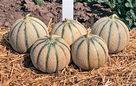 Українська канталупа - AgroTimes