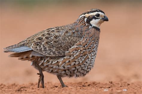 Northern Bobwhite (Colinus virginianus) · iNaturalist