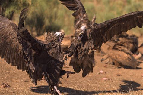 367,249 BEST Zoology IMAGES, STOCK PHOTOS & VECTORS | Adobe Stock