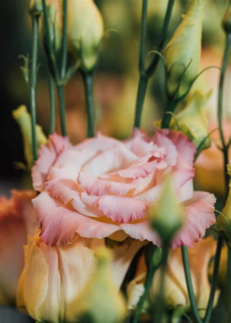 how to care for lisianthus