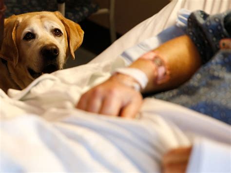 How Does Therapy Dog Help