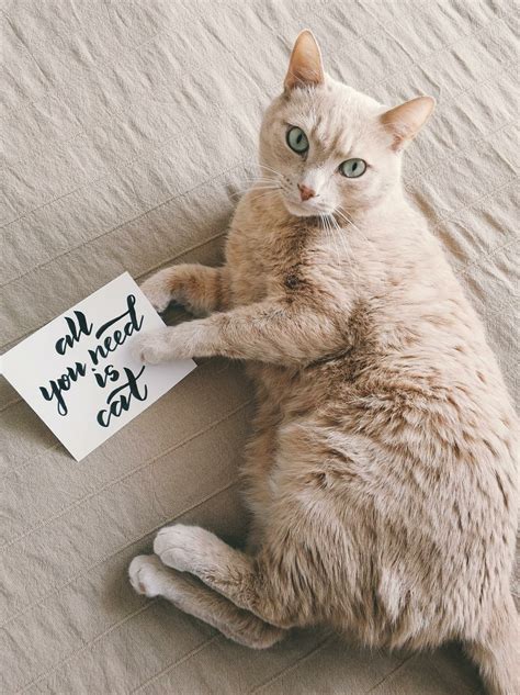 Best Cat Photography Ideas: How to Take the Cutest Picture | Skylum Blog