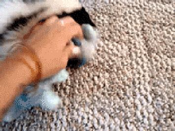 Hilarious Dirty GIFs: 7 Reasons Why They're More Popular Than Ever. - 0ugf427