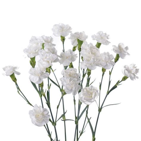 Fleurette Flower Care | Best Flower Site