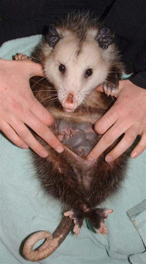 opossum babies  pouch strange  surprising facts  opossums