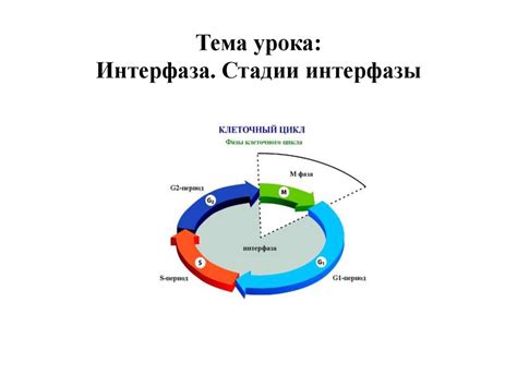 Интерфаза. Стадии интерфазы. 9 класс - презентация онлайн