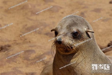 eared seal, Stock Photo, Picture And Rights Managed Image. Pic. TFA-JM ...