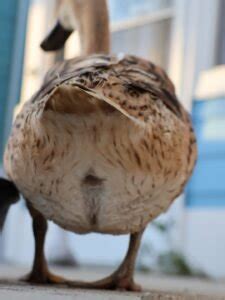 How to Conduct a Duck Health Check: A Comprehensive Guide