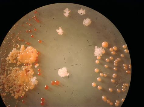 Um Cientista Cultiva Uma Colonia De Bacterias - Um Cientista Cultiva Uma Colonia De Bacterias - NAZAEDU