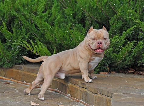 dog food  exotic bully  holly mellott blog
