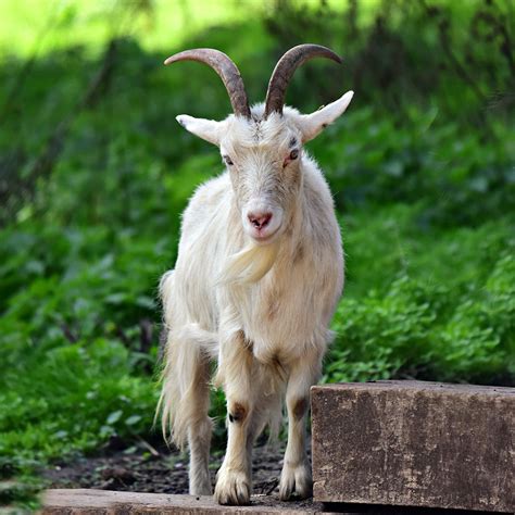 la cabra franlaffcom