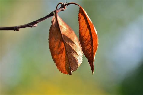 Leaf Natur Natural - Free photo on Pixabay - Pixabay