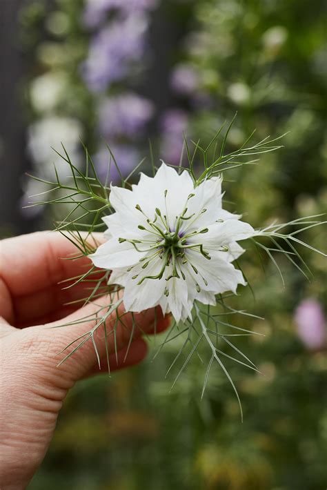 Nigella Miss Jekyll White Flower | X 100 Seeds – Veggie & Flower Garden