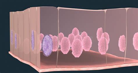 humans simple columnar epithelium lines  organs