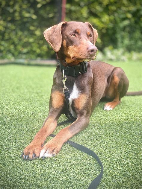 Adoptable Cats | My K9 Trained