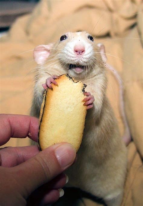 lovely pets : 5 Best Small Pets to Consider for Your Child