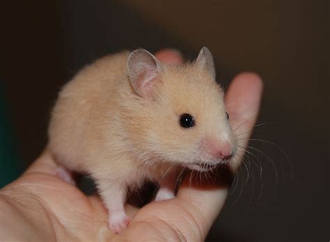 » Hamsteritietoa