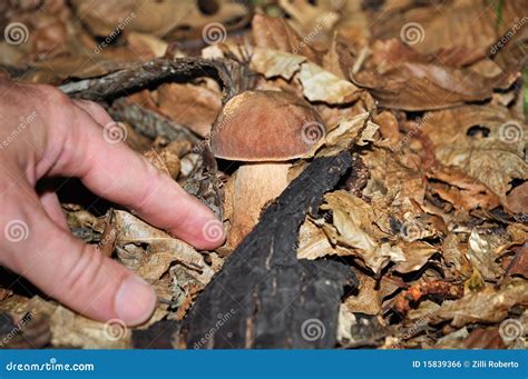harvest   beautiful cepe stock photo image  cepe italy
