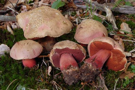 Rubroboletus rubrosanguineus from Ferriere - Loc. Selva (PC), Italia on ...