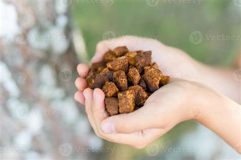 chaga mushroom fungus 6172143 Stock Photo at Vecteezy