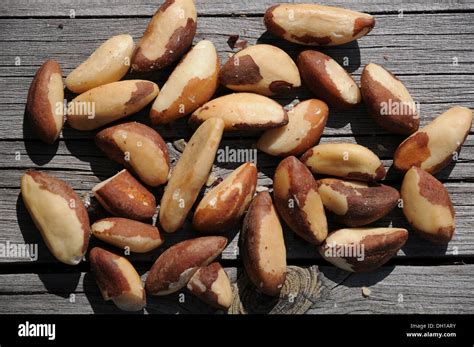 brazil nut trees  res stock photography  images alamy