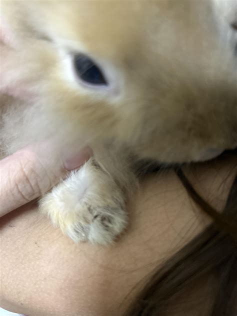 My rabbit has scaly skin on his one feet and having little difficulty