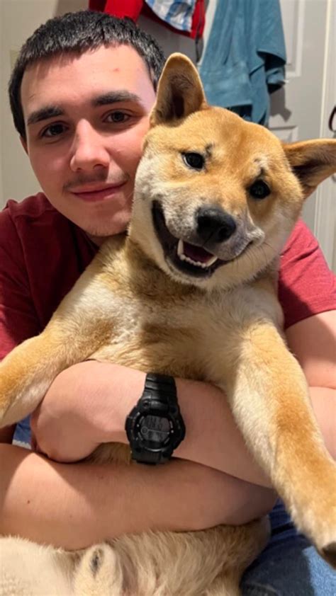 Shiba Inu checking for cheating : r/shiba