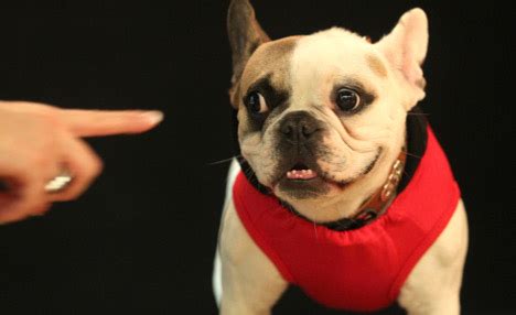 The Evils Of Bestiality