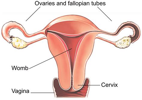 vaginal hysterectomy healthdirect