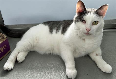 Ferndown rehoming centre sees increased strain as number of cats in