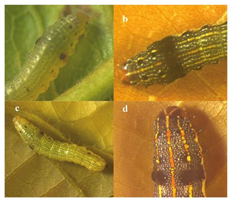 New Occurrence of the Spodoptera litura (Fabricius) (Lepidoptera