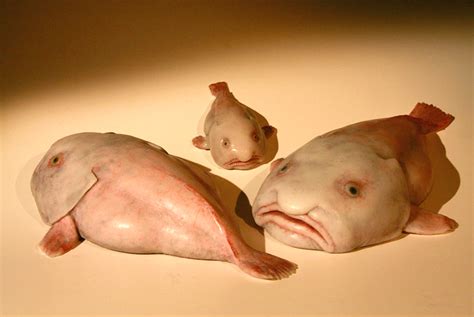 Blobfisch | Behold The Blobfish Science Smithsonian Magazine ...