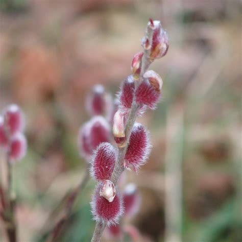 Willow, Japanese Pink Pussy 'Mount Aso' : buy Willow, Japanese Pink