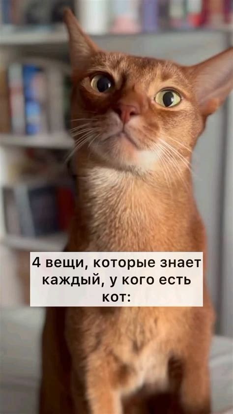 Памятка кошатнику