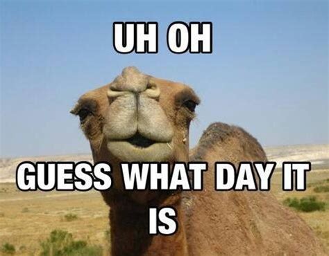 Camel Memes