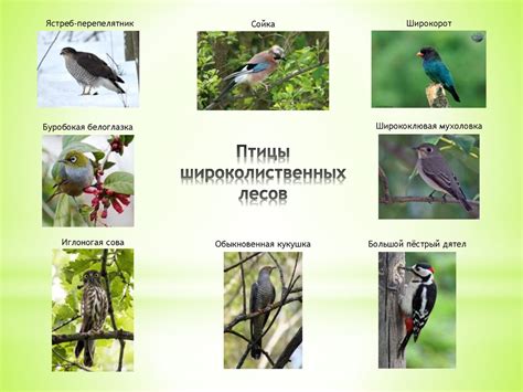 Широколиственный лес - презентация онлайн