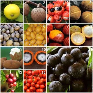 Frutos Da Floresta Amazonica - Meio Ambiente: Cultivar frutas nativas amazônica manterá floresta em pé