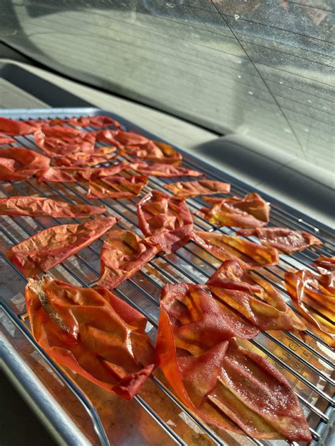 07.18.23 dehydrating tomato skins in car - Zero-Waste Chef