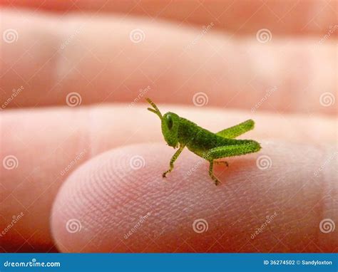 Grasshopper Nymphs, Chromacris Speciosa, On Leaf Royalty-Free Stock ...