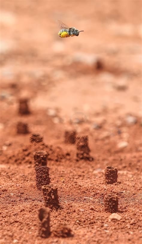 Subterranean bee hive under construction... — GEOPHOTOSCAPES