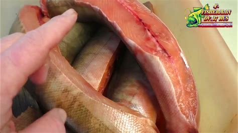 Засолка настоящих балыков из красной рыбы. Тузлучный посол лосося ...