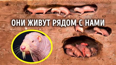 Это существо — самый странный супергерой природы - YouTube