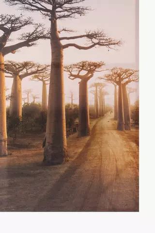 Baobab Forest Canvas, 90x120cm