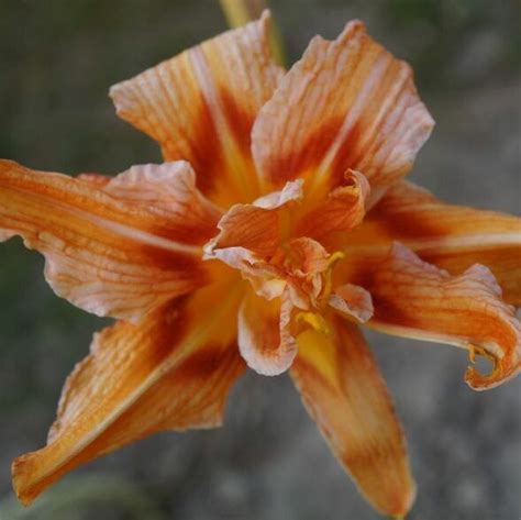 Hemerocallis fulva 'Kwanso Variegata' - sásliliom | Florapont