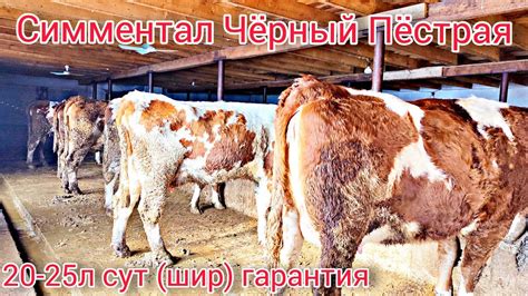 Симментал Парода Она-Бола Сигирлар Сотилади.Тел:+992920013051. - YouTube