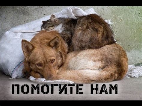 Бездомные животные (ЛЮДИ НЕ ОСТАВАЙТЕСЬ РАВНОДУШНЫМИ) - YouTube